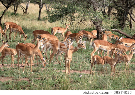 Serengeti National Park 39874033