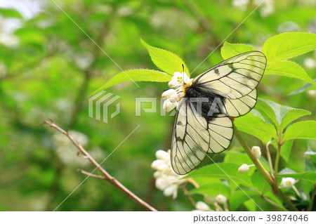 烏蘇巴族 烏蘇巴族 39874046