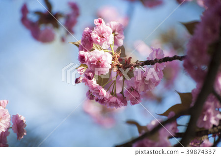 Beatiful pink sakura blooming in spring on blue 39874337