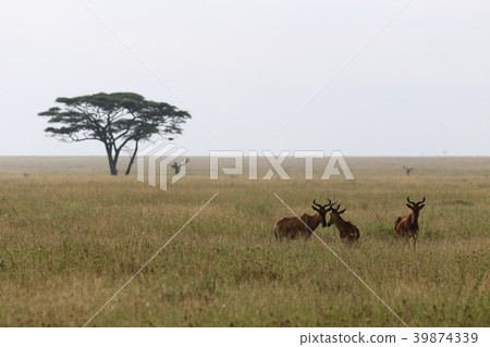 Serengeti's original landscape 39874339