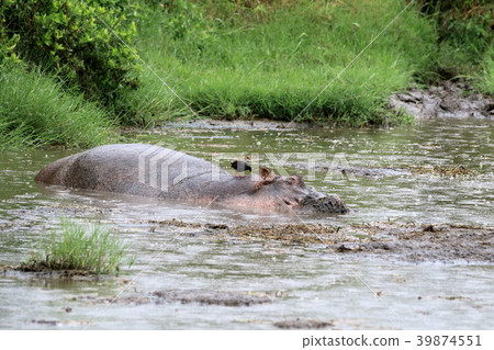Serengeti National Park 39874551