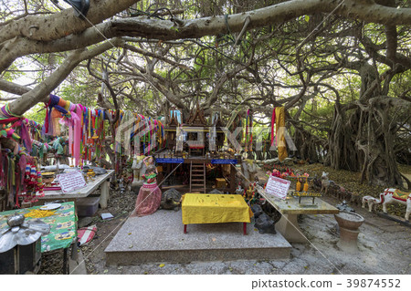 巨型樹在Saigam公園在Pima'i，泰國 39874552