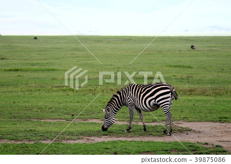 Ngorongoro National Park Ngorongoro National Park 39875086