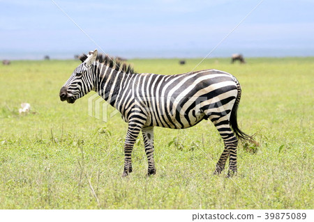 Ngorongoro National Park 39875089