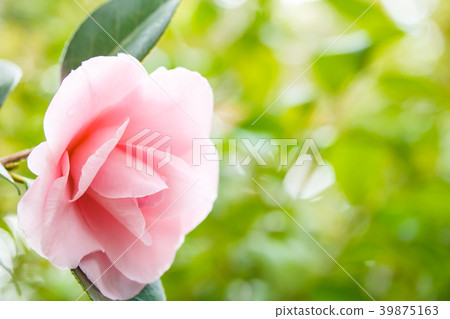 Tsubaki Miho Miura 39875163