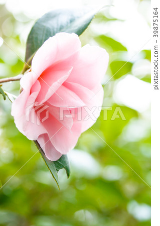 Tsubaki Miho Miura 39875164