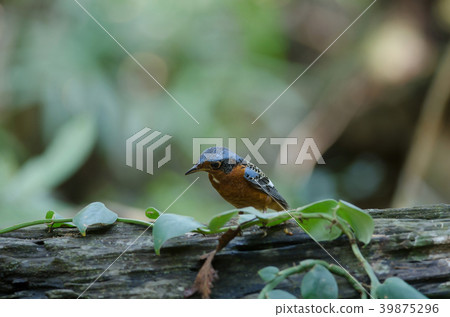Male of white-throated Rock Thrush Male of white-throated Rock Thrush 39875296