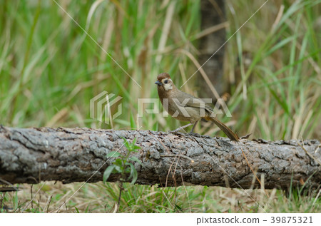 White-browed Laughingthrush bird (Garrulax sannio) 39875321