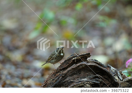 Female of white-throated Rock Thrush 39875322