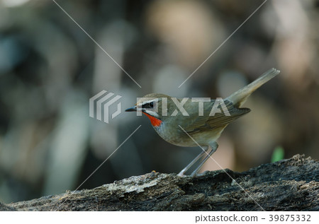Siberian Rubythroat bird (luscinia Sibilans) 39875332
