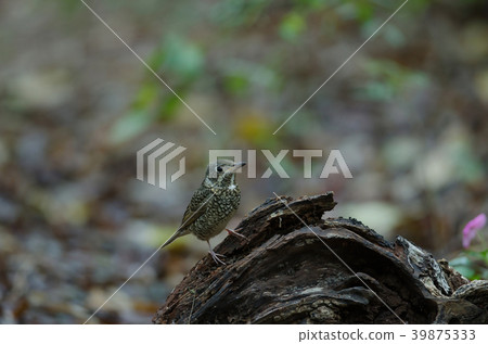 Female of white-throated Rock Thrush 39875333