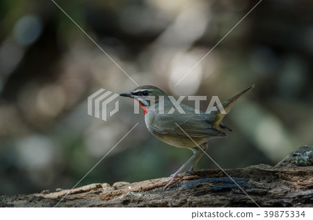 Siberian Rubythroat bird (luscinia Sibilans) 39875334