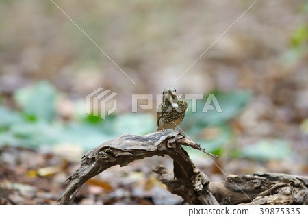 Female of white-throated Rock Thrush 39875335