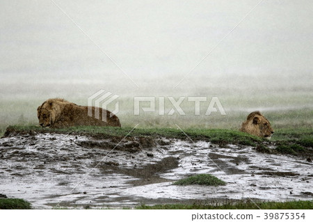 Ngorongoro National Park Ngorongoro National Park 39875354
