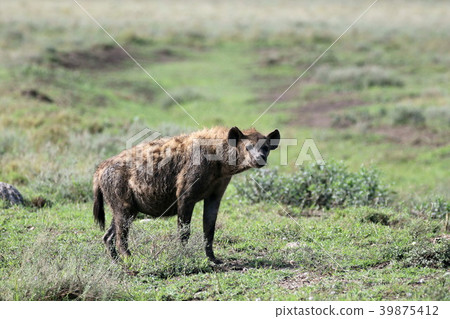 恩戈羅恩戈羅國家公園 39875412