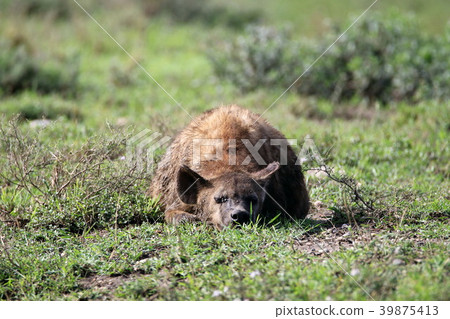 恩戈羅恩戈羅國家公園 39875413