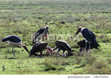 Ngorongoro National Park 39875492