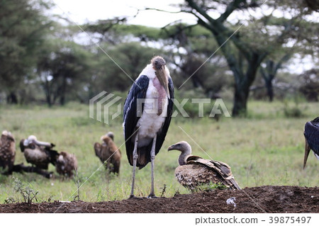 Ngorongoro National Park 39875497