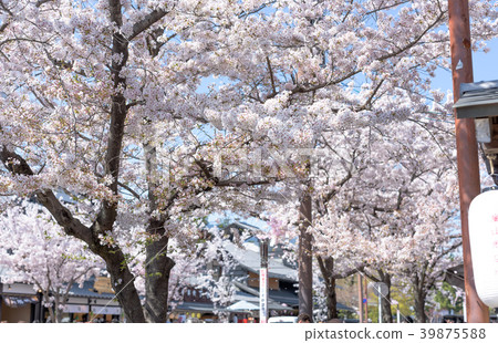 春日（嵐山） 39875588