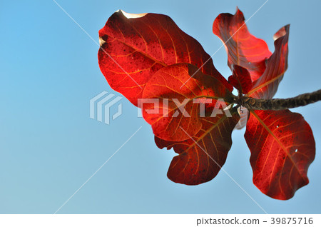 台灣 大葉欖仁 Country almond 39875716