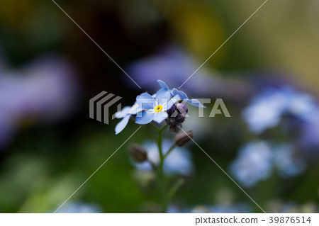 Forgiveness 39876514