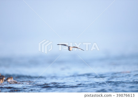 Sandpiper flying on the winter coast (Hokkaido, Notsuke) 39876613