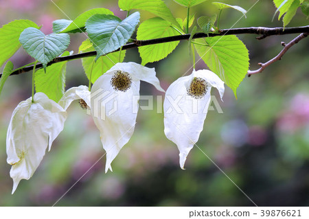 Handkerchief tree 39876621