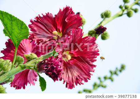 台南學堂蜀葵花獎花花朵季節Alcea rosea蜀葵 39877138