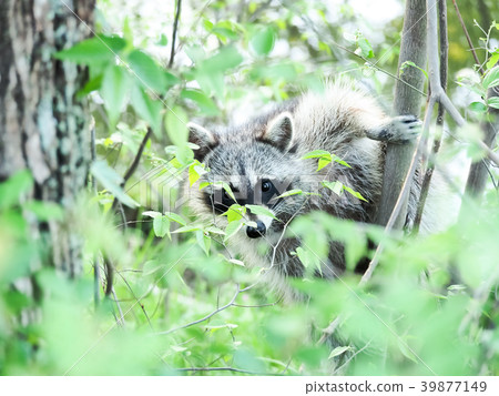 Specific alien species Raccoon 39877149
