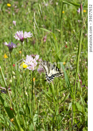 Macaone butterfly resting on a flower  39877652