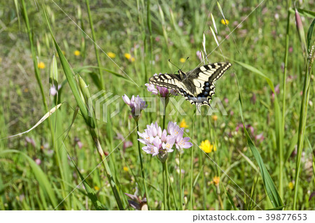 Macaone butterfly resting on a flower  39877653