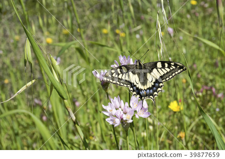 Macaone butterfly resting on a flower Macaone butterfly resting on a flower 39877659