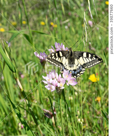 Macaone butterfly resting on a flower  39877660