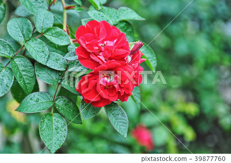 台北士林官邸玫瑰琥珀玫瑰 39877760