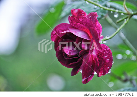 台北士林官邸玫瑰琥珀玫瑰 台北士林官邸玫瑰琥珀玫瑰 39877761