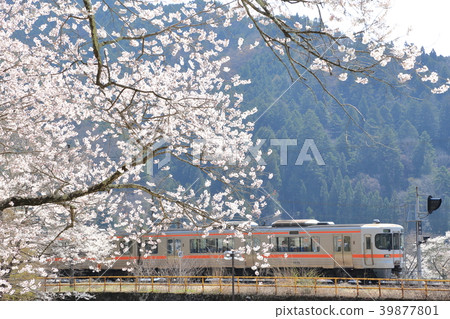 Oolong Sakura and Takayama Main Line Oolong Sakura and Takayama Main Line 39877801