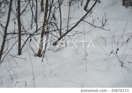 Photo curious affection among the winter snow 855. 39878153