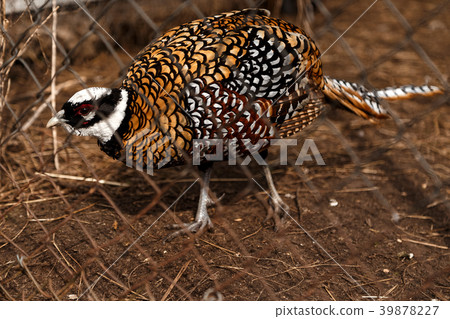 Partridge in the enclosure of the zoo Partridge in the enclosure of the zoo 39878227
