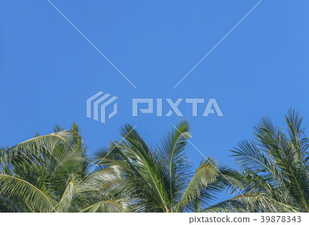 coconut palm trees with blue sky copy space coconut palm trees with blue sky copy space 39878343