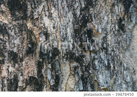 Tree texture wood natural background 39878450