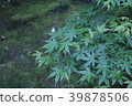 葉 39878506