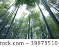 竹子 39878510