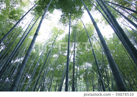 竹子 39878510