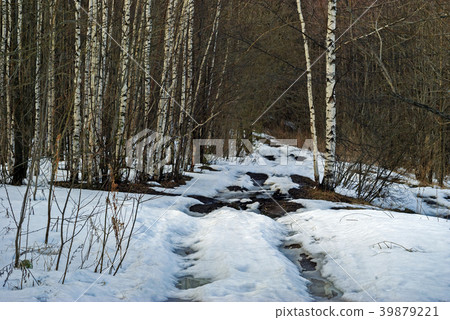 dirt road in the spring forest with thawed patches dirt road in the spring forest with thawed patches 39879221