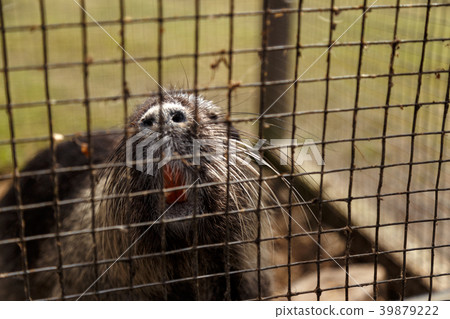 Muzzle of nutria closeup Muzzle of nutria closeup 39879222