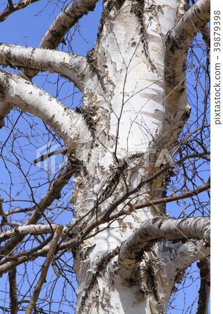 Blue sky and white birch trunk 39879398