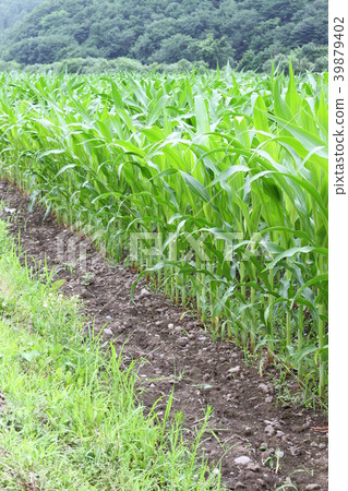 A growing corn field, feed corn for feed A growing corn field, feed corn for feed 39879402
