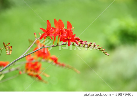 Summer flower, red crocosmia 39879403
