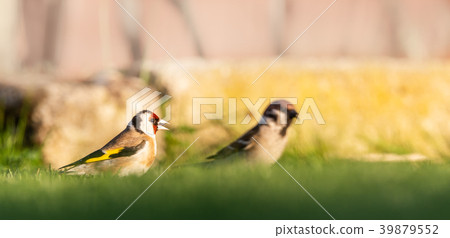 Nice goldfinch sits in grass with male sparrow Nice goldfinch sits in grass with male sparrow 39879552