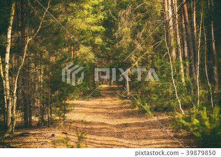 Summer green forest Summer green forest 39879850